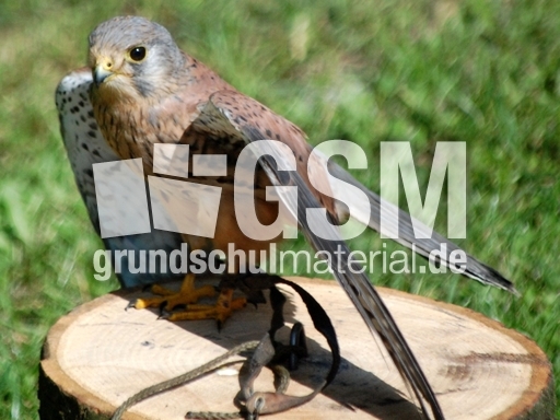 Turmfalke_Männchen_1.JPG